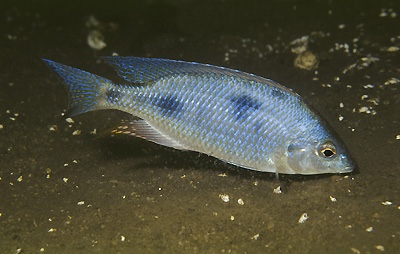 Otopharynx sp. 'decorus jumbo' Senga Bay